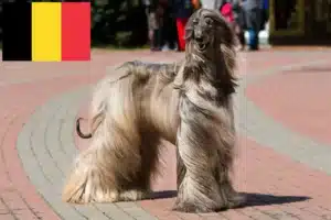 Lees meer over het artikel Afghaanse windhonden fokkers en puppies in België