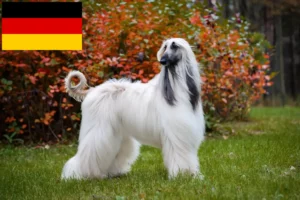 Lees meer over het artikel Afghaanse windhond fokkers en puppies in Duitsland