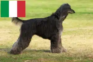 Lees meer over het artikel Afghaanse windhond fokkers en pups in Italië