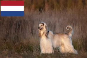 Lees meer over het artikel Afghaanse windhond fokkers en pups in Nederland