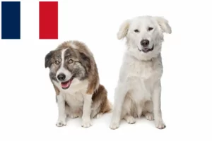 Lees meer over het artikel Aidi fokkers en pups in Frankrijk