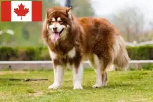 Lees meer over het artikel Alaska Malamute fokkers en pups in Canada
