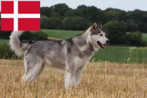 Lees meer over het artikel Alaska Malamute fokkers en pups in Denemarken