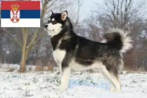 Lees meer over het artikel Alaska Malamute fokkers en pups in Servië
