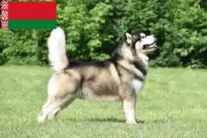 Lees meer over het artikel Alaska Malamute fokkers en pups in Wit-Rusland