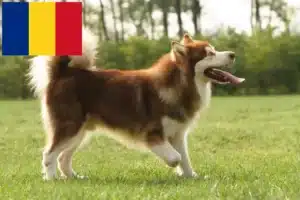 Lees meer over het artikel Alaska Malamute fokkers en pups in Roemenië