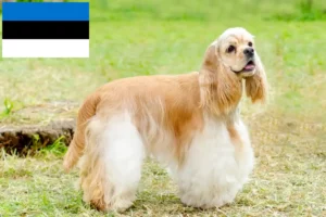 Lees meer over het artikel Amerikaanse Cocker Spaniel fokkers en pups in Estland