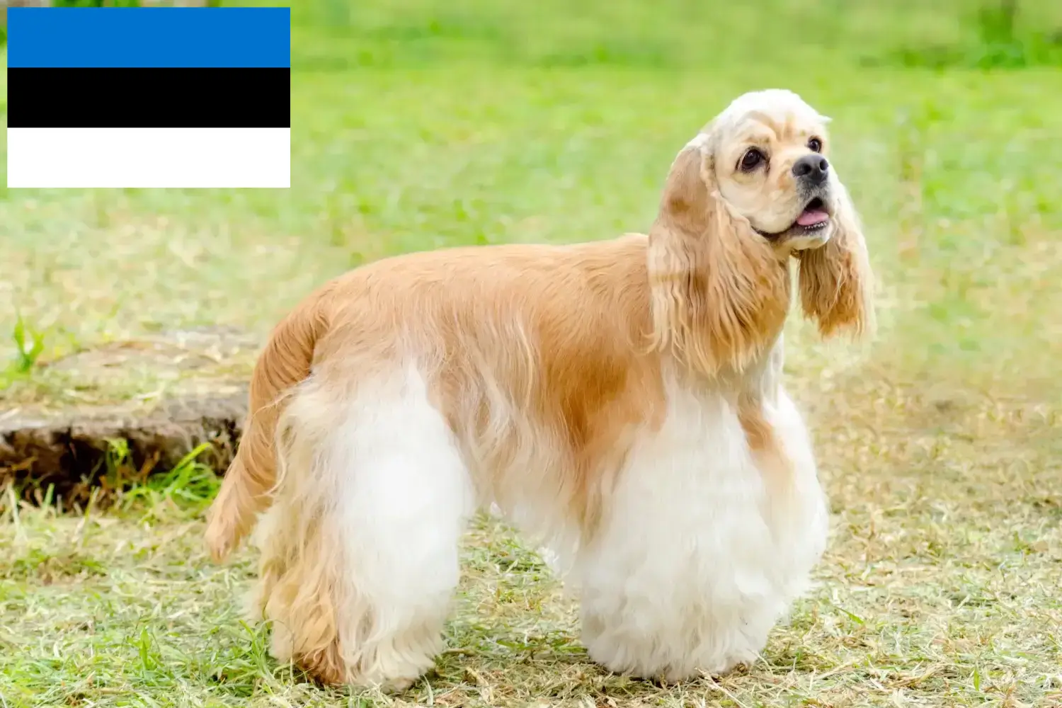 Amerikaanse Cocker Spaniel puppy's en fokkers Estland Vind Amerikaanse Cocker Spaniel fokkers in Estland.