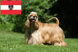 Lees meer over het artikel Amerikaanse Cocker Spaniël fokkers en pups in Oostenrijk