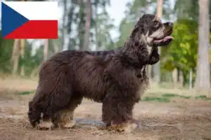 Lees meer over het artikel Amerikaanse Cocker Spaniël fokkers en pups in Tsjechië