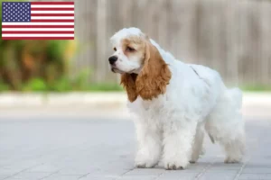 Lees meer over het artikel Amerikaanse Cocker Spaniel fokkers en puppy’s in de VS