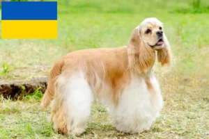 Lees meer over het artikel Amerikaanse Cocker Spaniël fokkers en pups in Oekraïne
