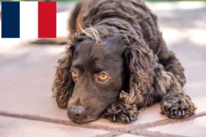 Lees meer over het artikel Amerikaanse Water Spaniel fokkers en pups in Frankrijk