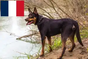 Lees meer over het artikel Australische Kelpie fokkers en puppies in Frankrijk
