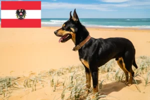 Lees meer over het artikel Australische Kelpie fokkers en puppies in Oostenrijk