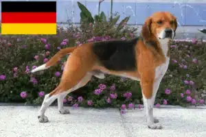 Lees meer over het artikel Beagle Harrier fokkers en puppies in Duitsland