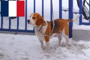 Lees meer over het artikel Beagle Harrier fokkers en pups in Frankrijk