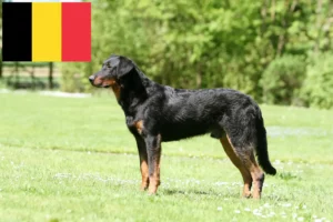 Lees meer over het artikel Beauceron fokkers en pups in België