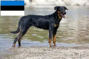 Lees meer over het artikel Beauceron fokkers en pups in Estland