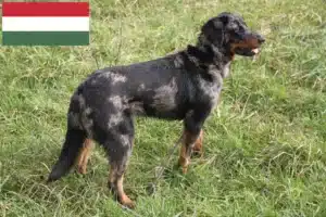 Lees meer over het artikel Beauceron fokkers en pups in Hongarije
