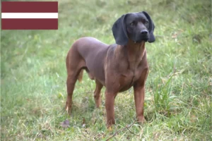 Lees meer over het artikel Bavarian Mountain Hound fokkers en pups in Letland