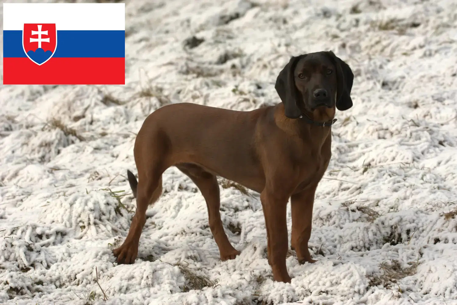 Beierse Berghond pups en fokkers Slowakije Hier vind je fokkers van Beierse Berghonden in Slowakije.