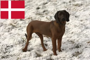 Lees meer over het artikel Bavarian Mountain Hound fokkers en pups in Denemarken