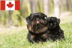 Lees meer over het artikel Belgische dwerg Griffon fokkers en pups in Canada