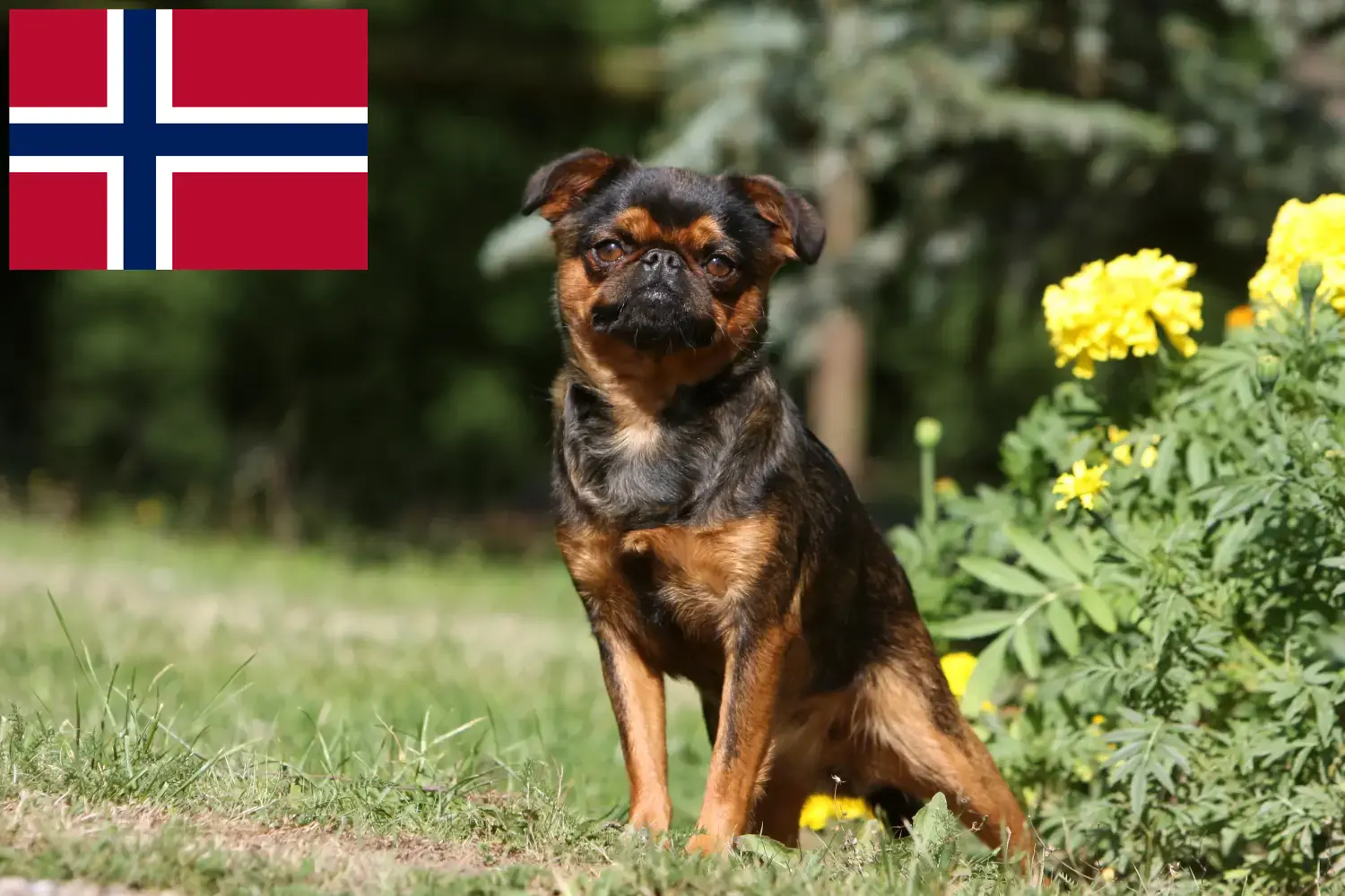 Lees meer over het artikel Belgische dwerg Griffon fokkers en pups in Noorwegen