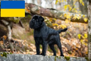 Lees meer over het artikel Belgische dwerg Griffon fokker en pups in Oekraïne