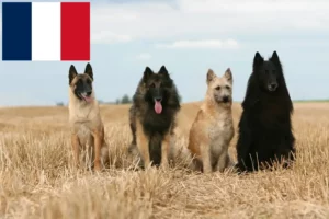 Lees meer over het artikel Belgische Herder fokkers en pups in Réunion
