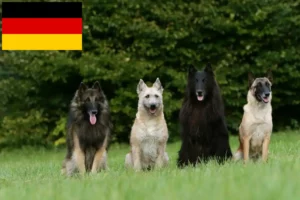 Lees meer over het artikel Belgische Herdershond Fokker en Puppies in Duitsland