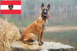Lees meer over het artikel Belgische Herdershond Fokker en Puppies in Oostenrijk
