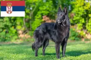Lees meer over het artikel Belgische Herdershond Fokker en Puppies in Servië