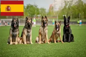 Lees meer over het artikel Belgische Herdershond Fokker en Puppies in Spanje