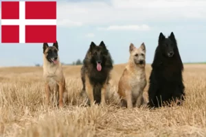 Lees meer over het artikel Belgische Herdershond Fokker en Puppies in Denemarken