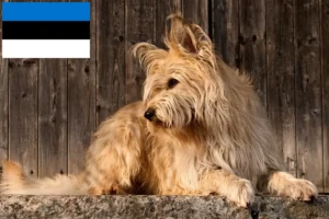 Lees meer over het artikel Berger de Picardie fokkers en pups in Estland