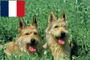Lees meer over het artikel Berger de Picardie fokkers en pups in Frankrijk