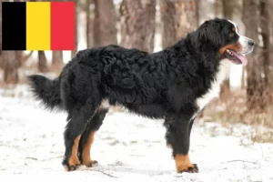 Lees meer over het artikel Berner Sennenhondenfokker en Puppies in België