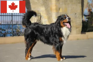 Lees meer over het artikel Berner Sennenhondenfokker en Puppies in Canada
