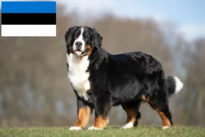 Lees meer over het artikel Berner Sennenhondenfokker en Puppies in Estland