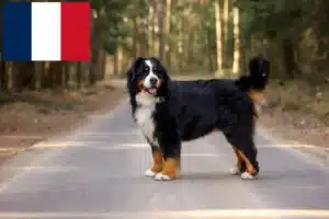 Lees meer over het artikel Berner Sennenhondenfokker en Puppies in Frankrijk