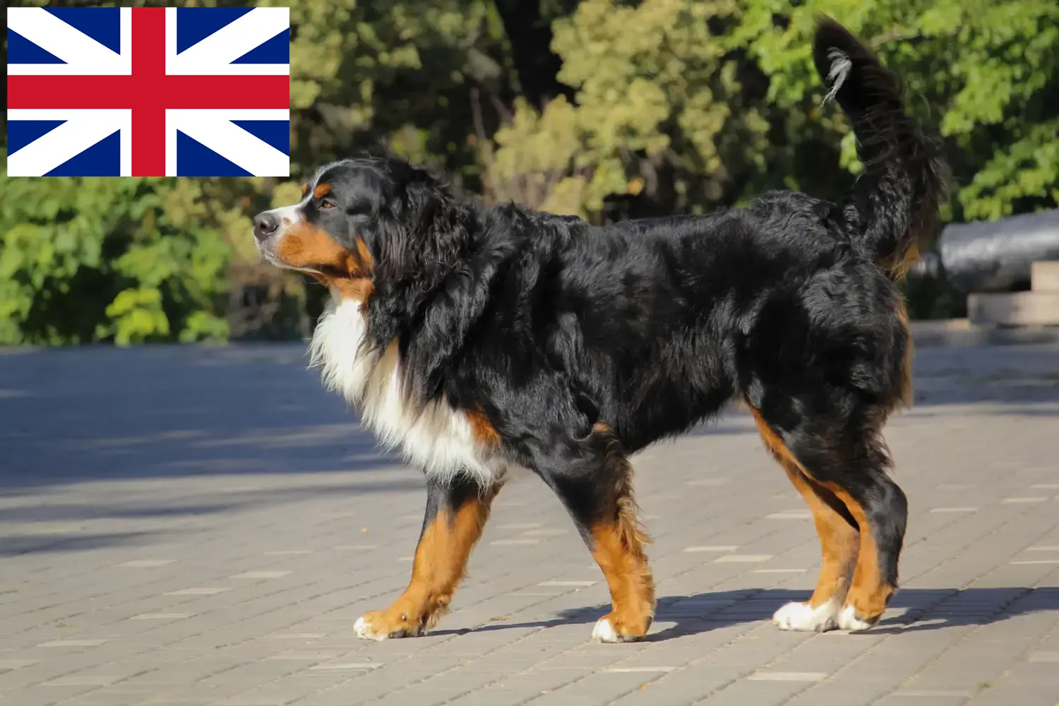Berner Sennenhonden puppies en fokkers Groot-Brittannië Hier kun je fokkers van Berner Sennenhonden in Groot-Brittannië vinden.