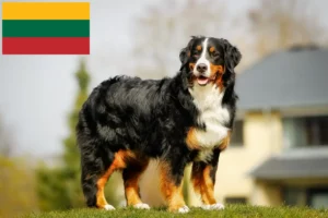 Lees meer over het artikel Berner Sennenhondenfokker en Puppies in Litouwen