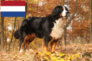 Lees meer over het artikel Berner Sennenhonden fokkers en pups in Nederland