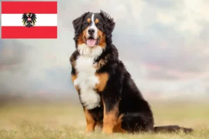 Lees meer over het artikel Berner Sennenhondenfokker en Puppies in Oostenrijk