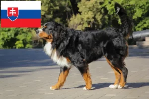 Lees meer over het artikel Berner Sennenhondenfokker en Puppies in Slowakije