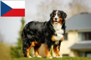 Lees meer over het artikel Berner Sennenhondenfokker en Puppies in Tsjechië