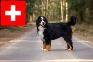 Lees meer over het artikel Berner Sennenhonden fokkers en pups in Zwitserland