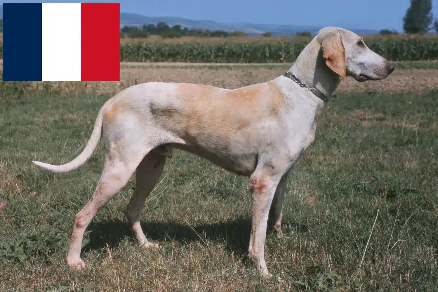 Lees meer over het artikel Billy fokkers en puppies in Frankrijk